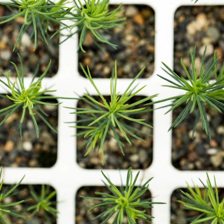 a group of small pine trees growing in a tray .