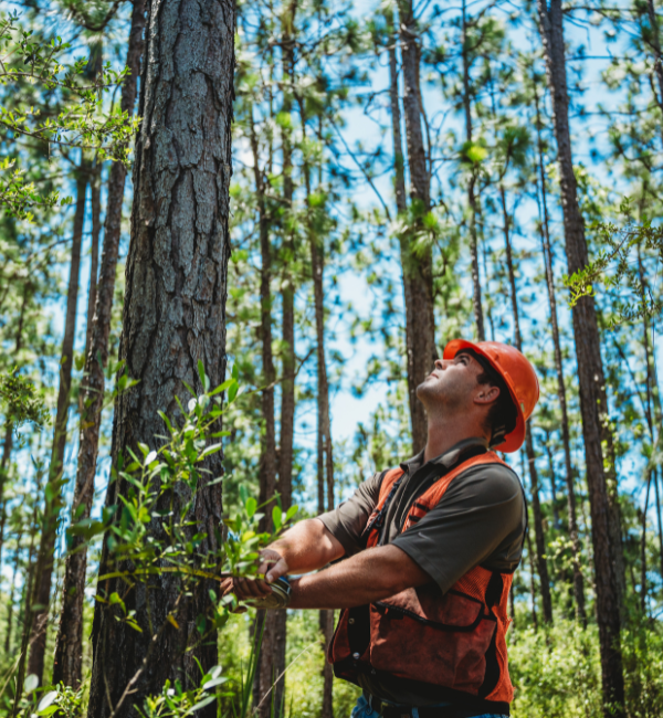 A forester in an orange hard hat and vest looks up at tall pine trees, holding a leafy branch.