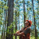 A forester in an orange hard hat and vest looks up at tall pine trees, holding a leafy branch.