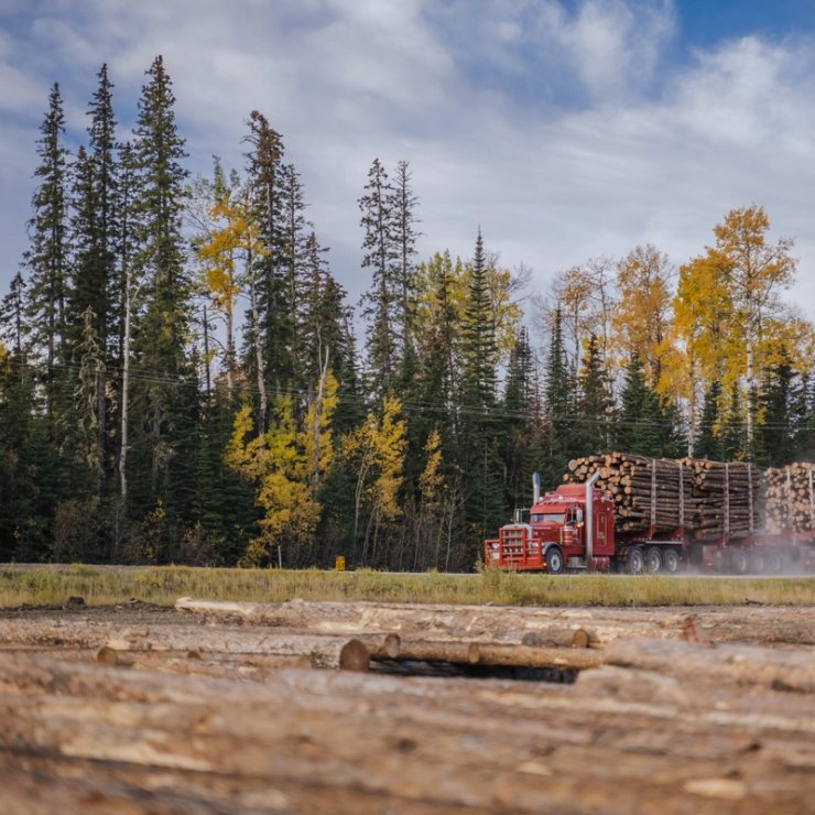 A red logging truck carrying logs on a road beside an autumn forest, with cut logs in the foreground.