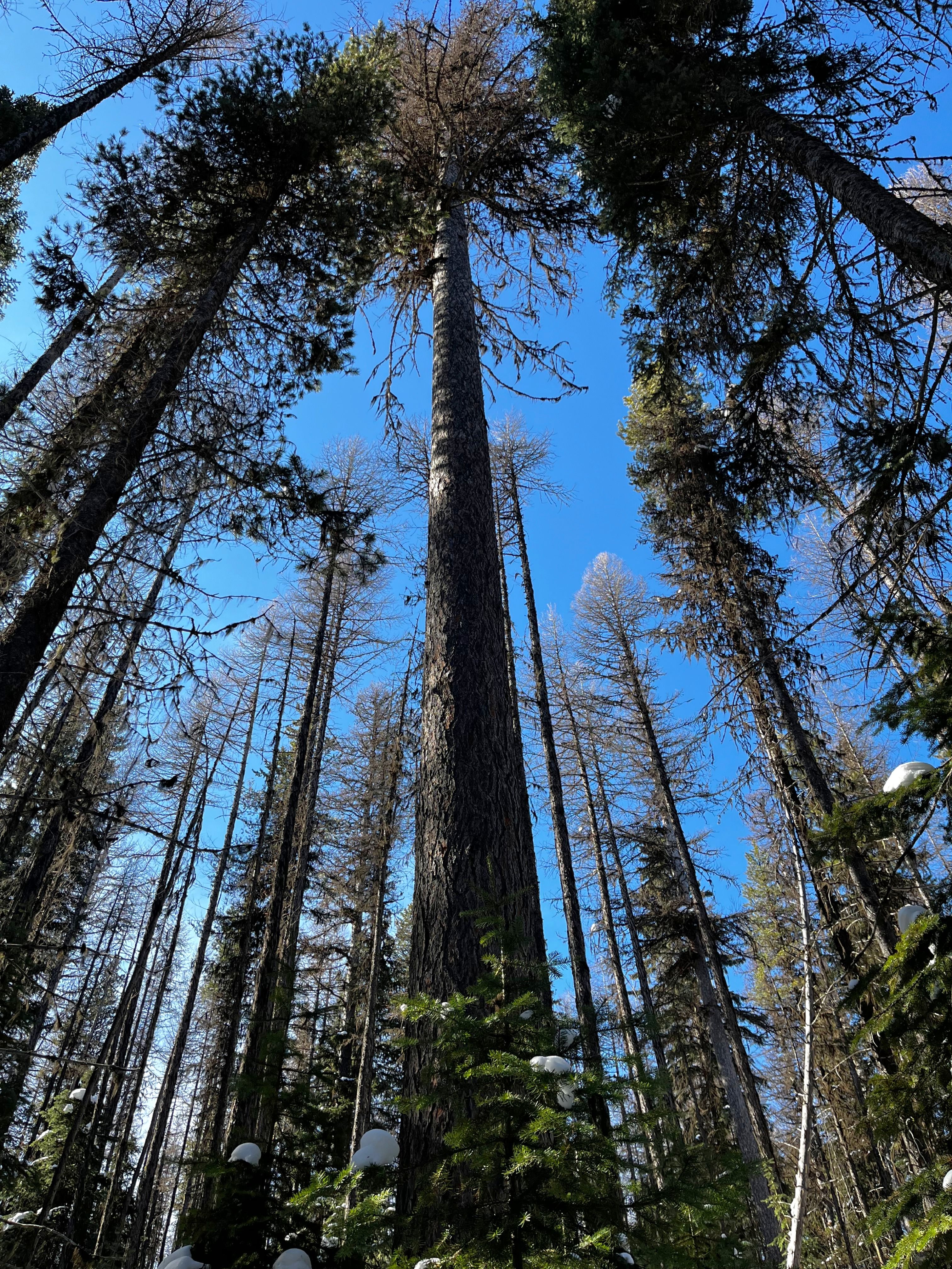 Looking up at tall winter forest trees against a clear blue sky.