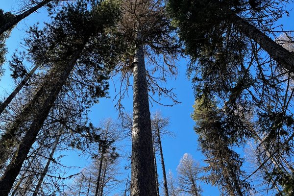 Looking up at tall winter forest trees against a clear blue sky.
