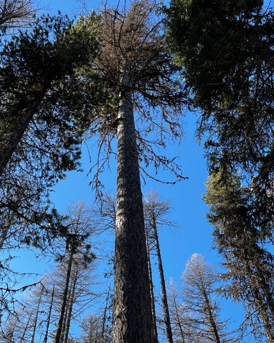 Looking up at tall winter forest trees against a clear blue sky.