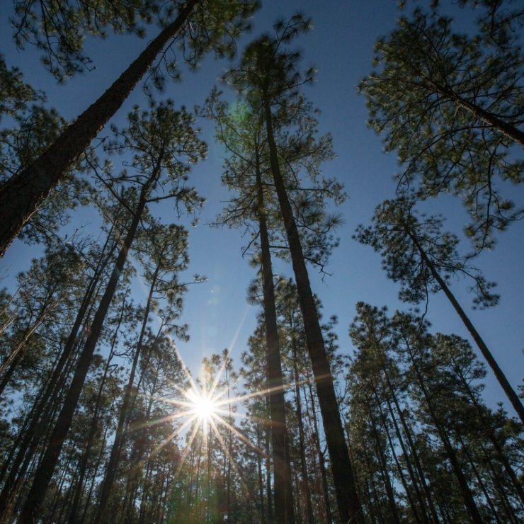 the sun is shining through the trees in the forest .