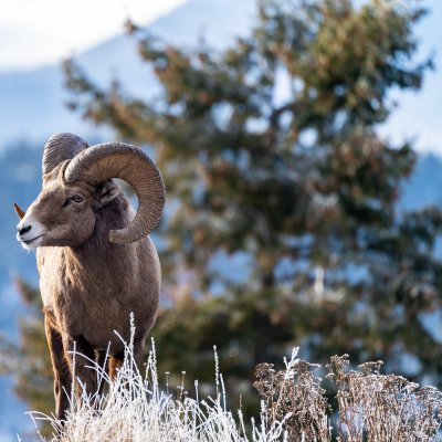 a bighorn sheep is standing on the side of a road with mountains in the background .