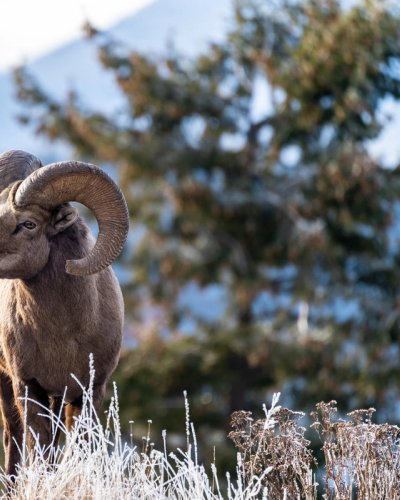 a bighorn sheep is standing on the side of a road with mountains in the background .