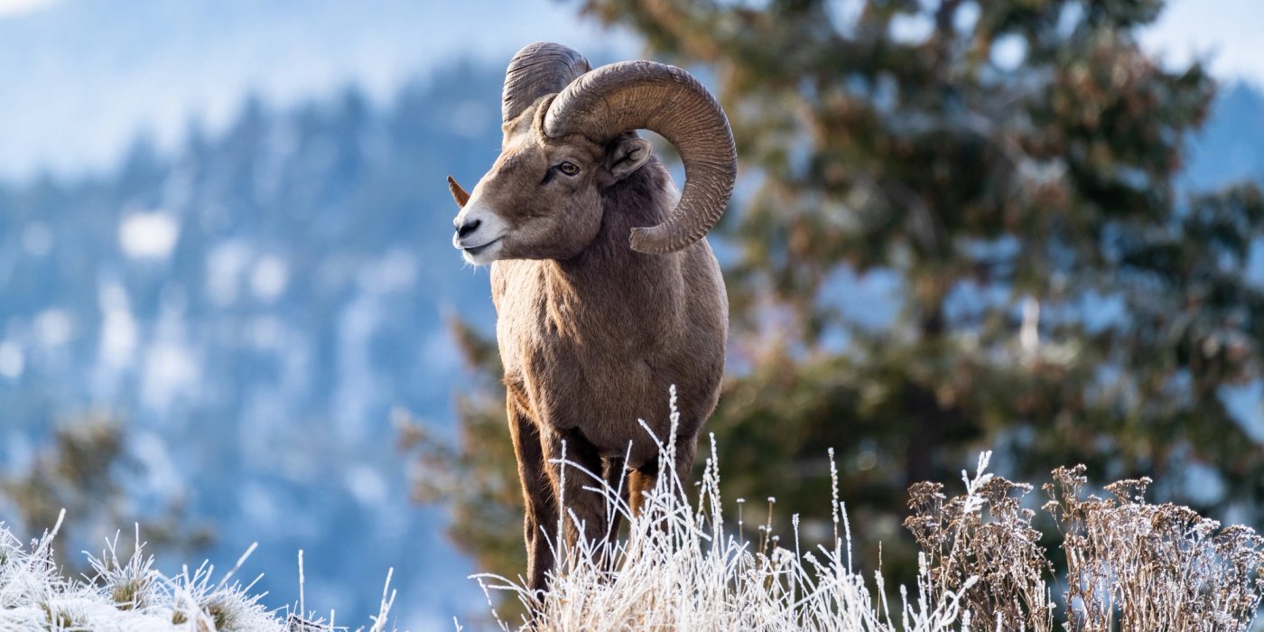 a bighorn sheep is standing on the side of a road with mountains in the background .