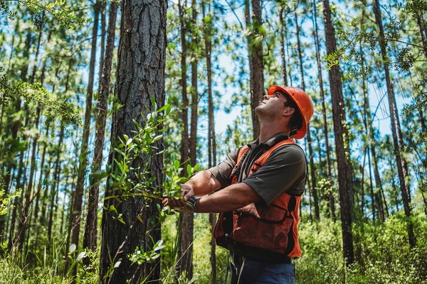 a man in an orange safety vest and hard hat is in a forest, using a tape measure to measure the diameter of a southern yellow pine tree..