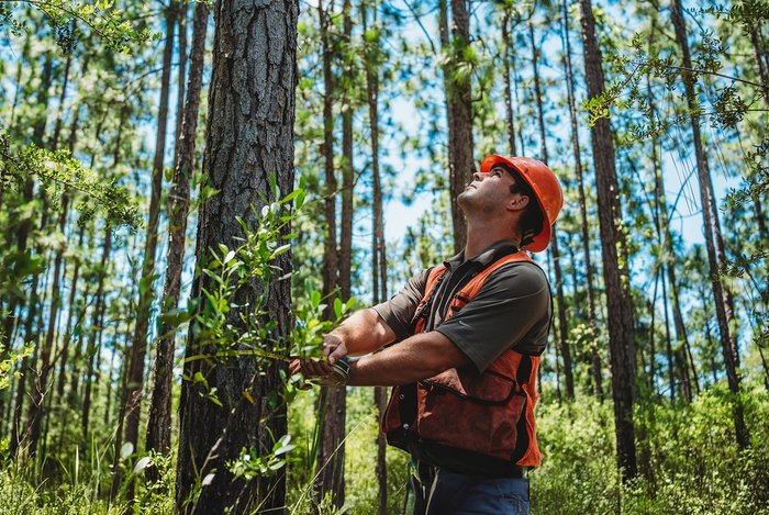 a man in an orange safety vest and hard hat is in a forest, using a tape measure to measure the diameter of a southern yellow pine tree..