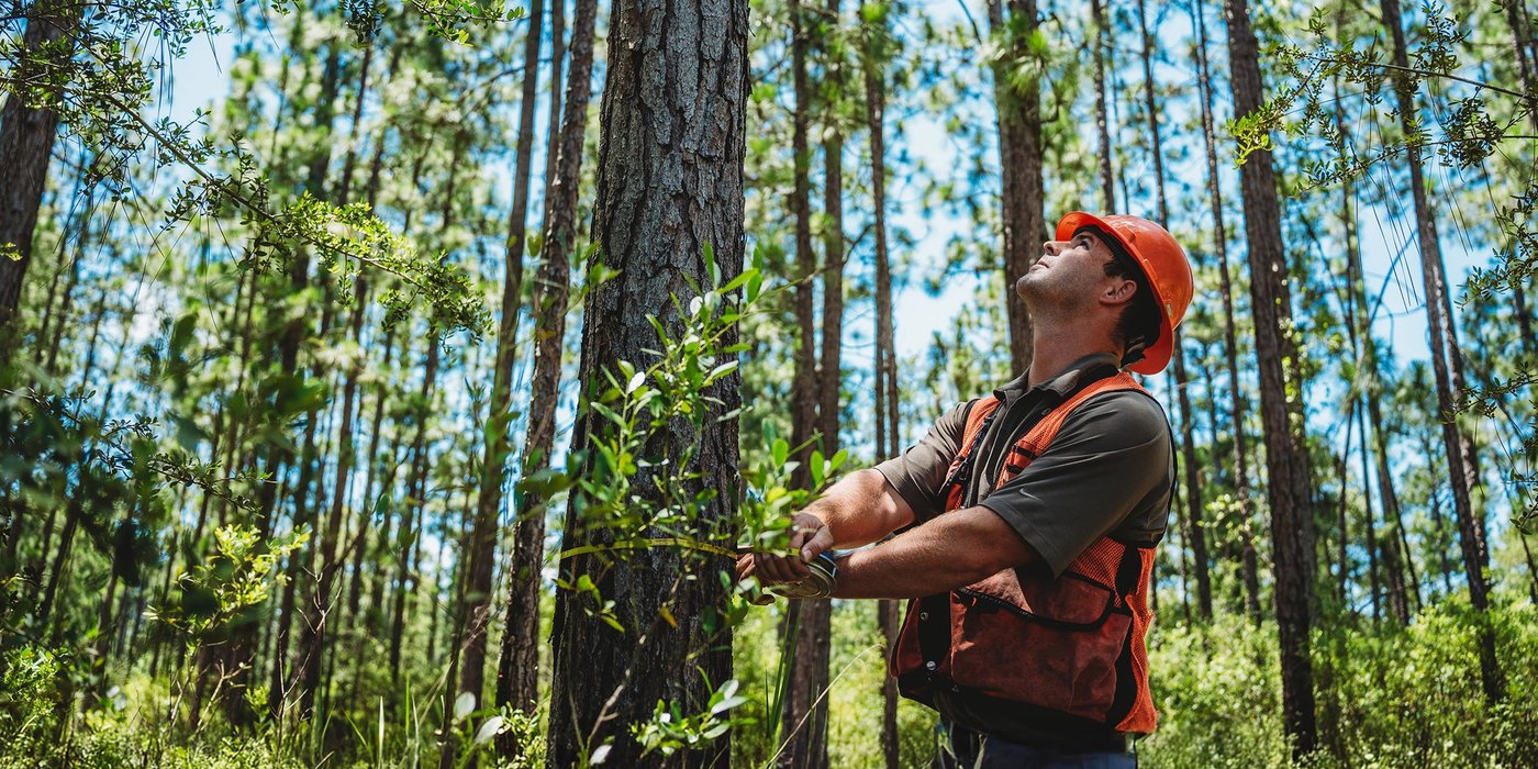 a man in an orange safety vest and hard hat is in a forest, using a tape measure to measure the diameter of a southern yellow pine tree..