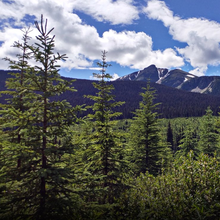 a mountain covered in snow is visible through the trees in the foreground .