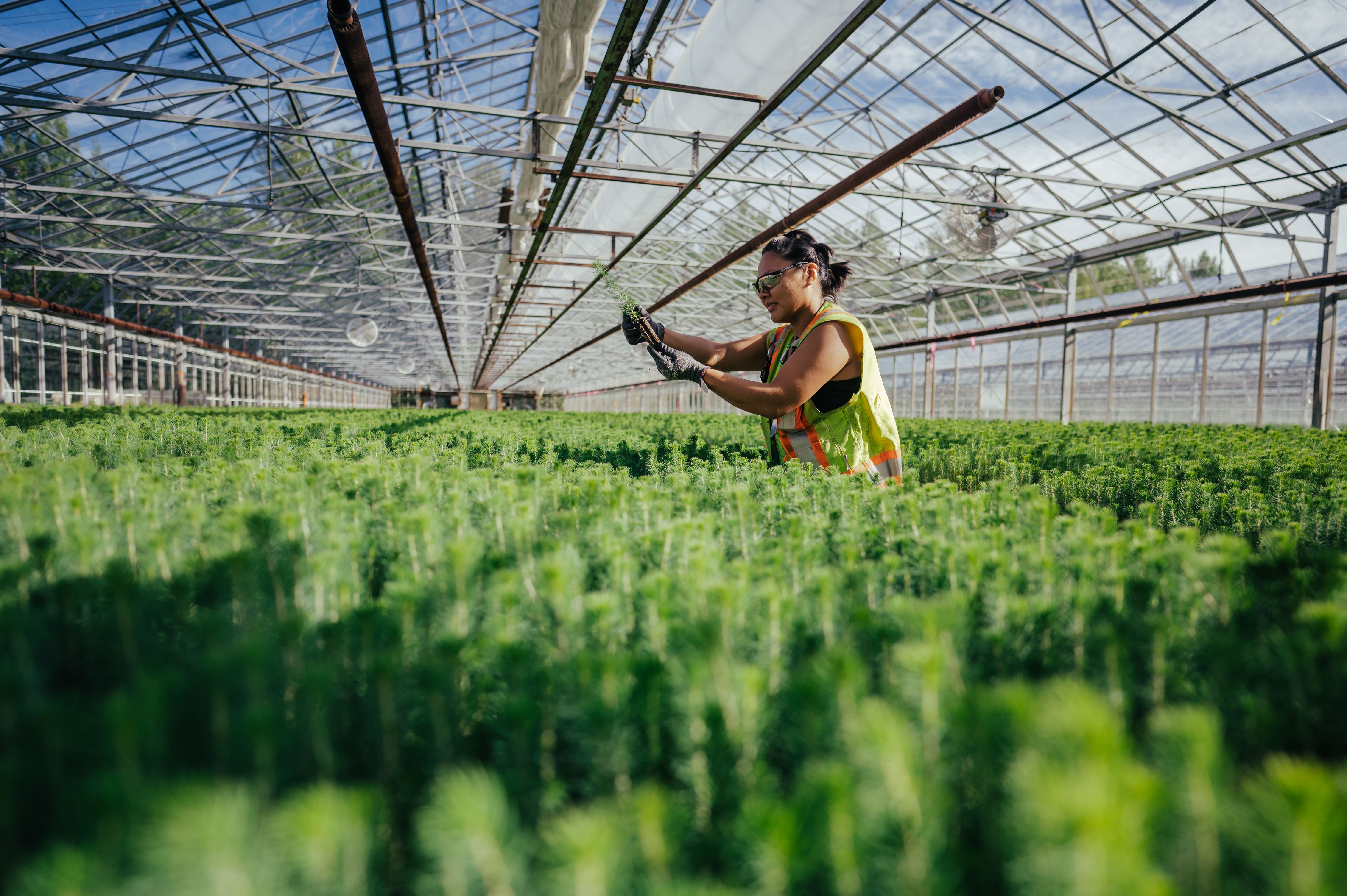 a woman is working in a greenhouse filled with lots of green plants .