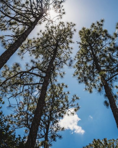 looking up at a group of pine trees against a blue sky .
