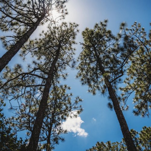 looking up at a group of pine trees against a blue sky .