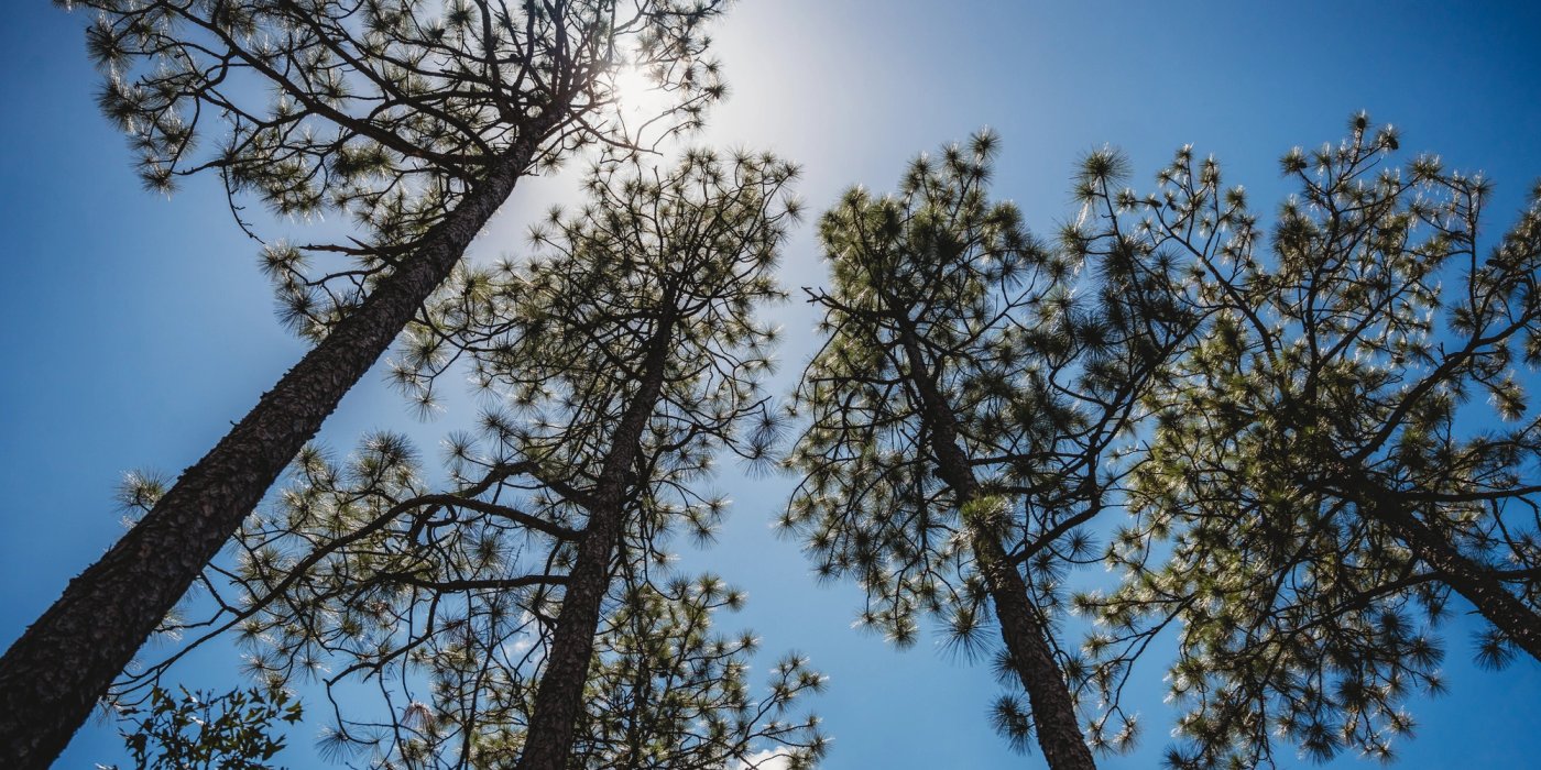 looking up at a group of pine trees against a blue sky .