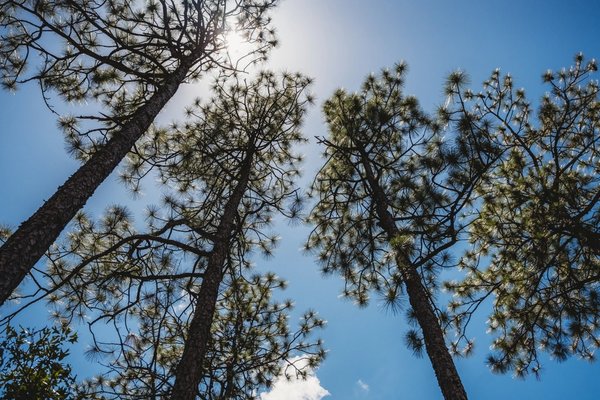 looking up at a group of pine trees against a blue sky .