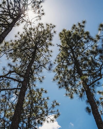 looking up at a group of pine trees against a blue sky .
