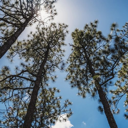 looking up at a group of pine trees against a blue sky .