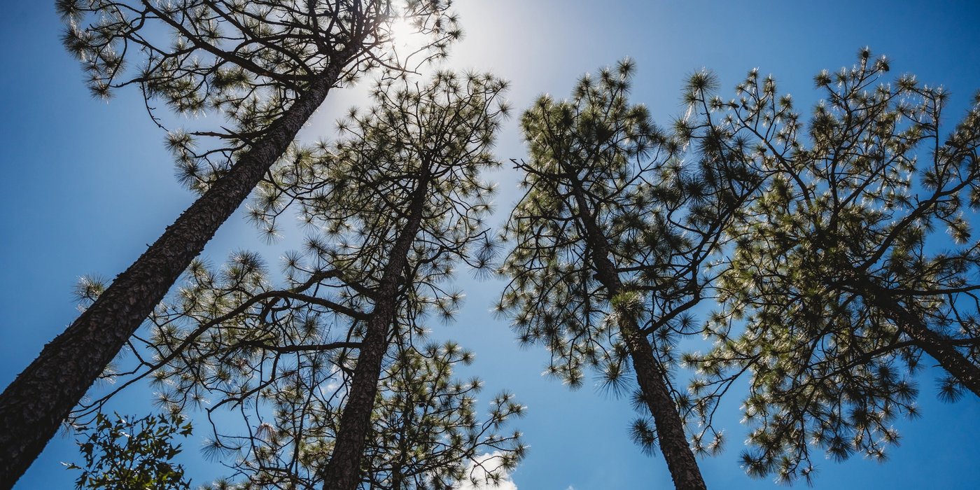 looking up at a group of pine trees against a blue sky .