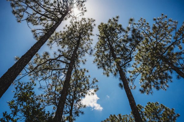 looking up at a group of pine trees against a blue sky .