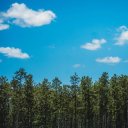 A row of southern yellow pine trees against a blue sky with clouds.