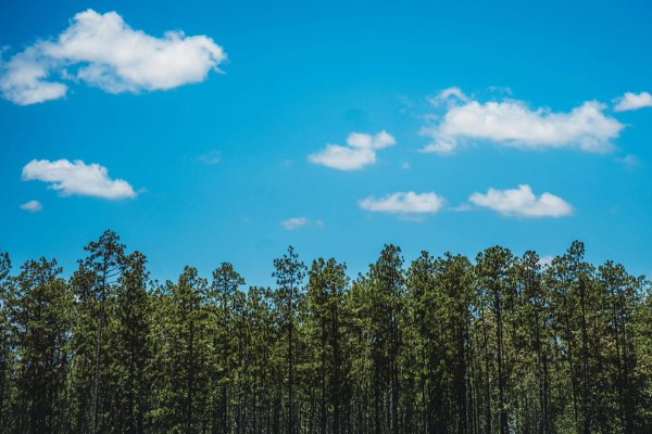 A row of southern yellow pine trees against a blue sky with clouds.