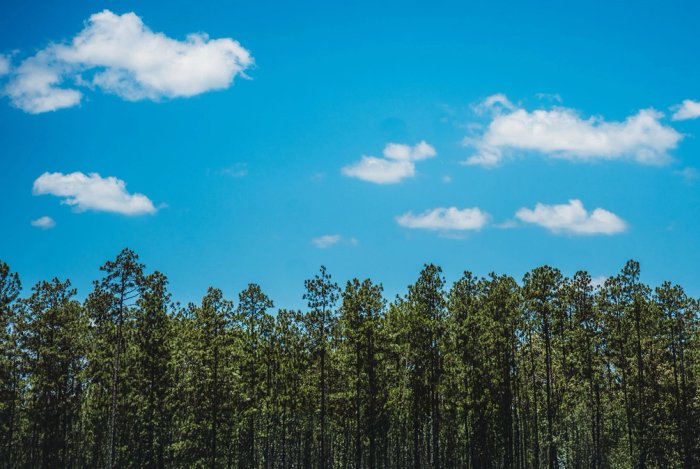 A row of southern yellow pine trees against a blue sky with clouds.