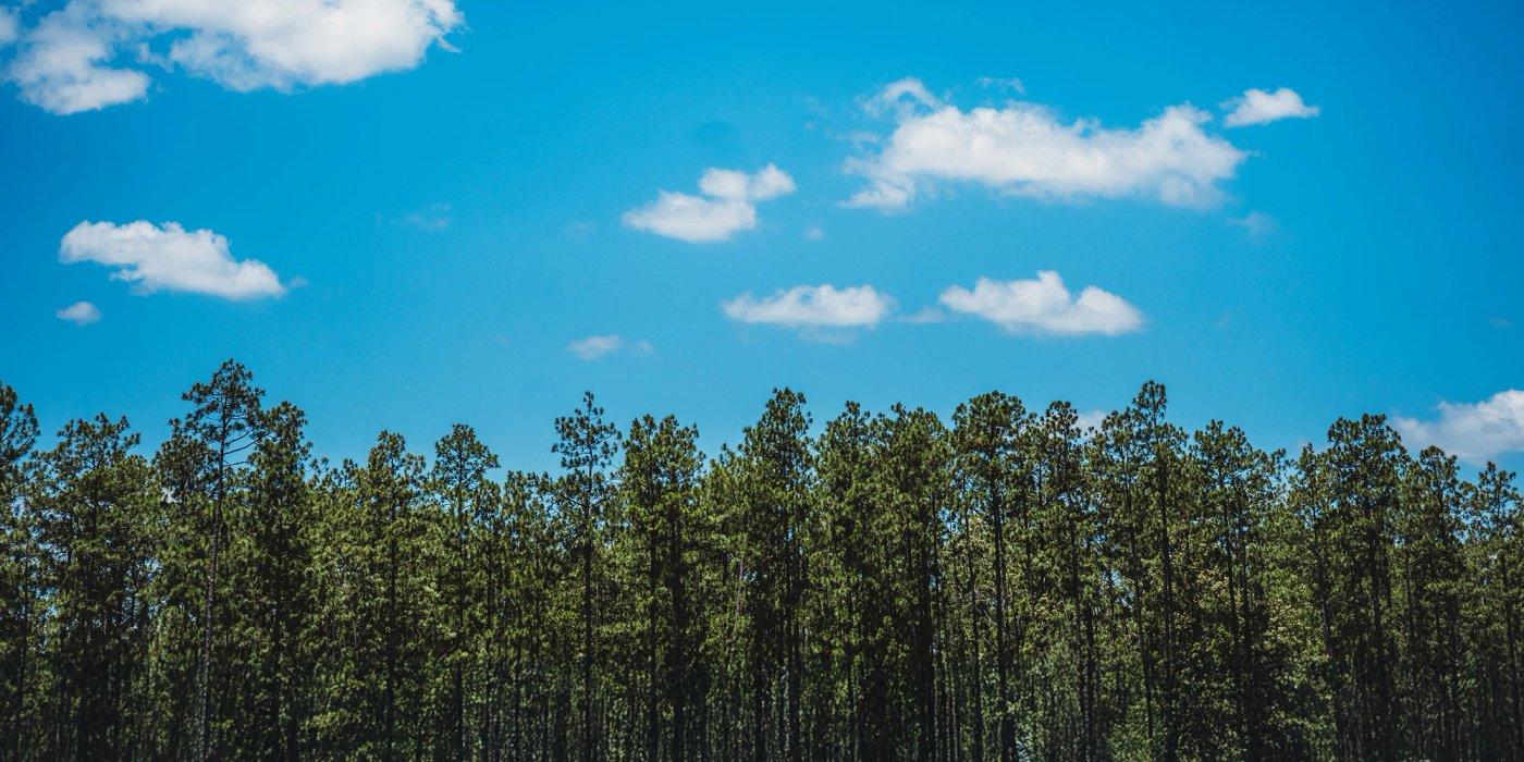 A row of southern yellow pine trees against a blue sky with clouds.