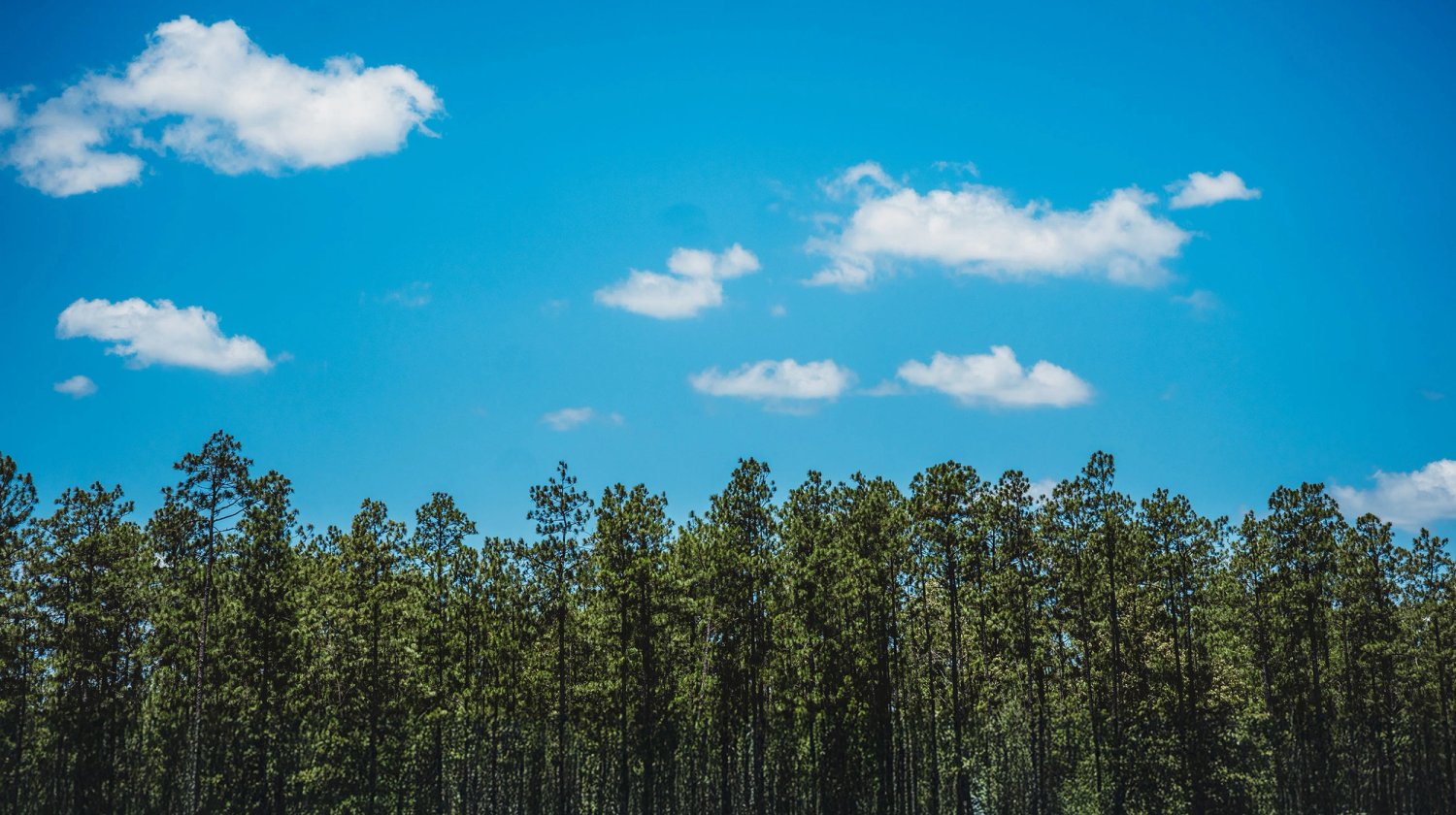 a row of pine trees against a blue sky with clouds .