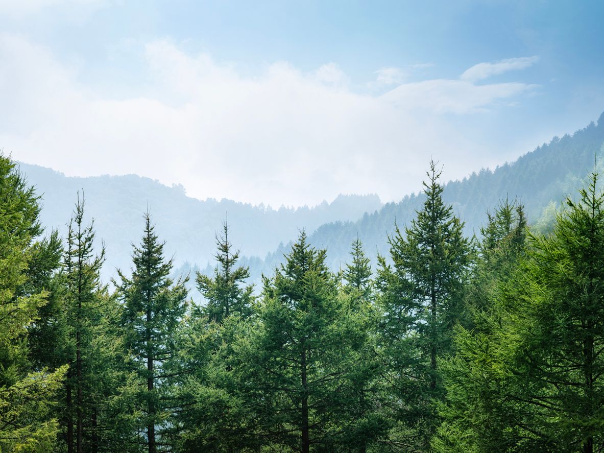 Dense green forest with hazy mountains and a blue sky.