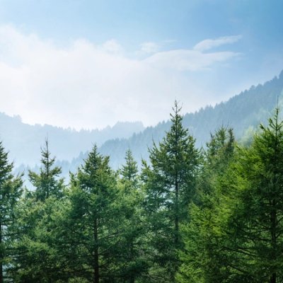 Dense green forest with hazy mountains and a blue sky.