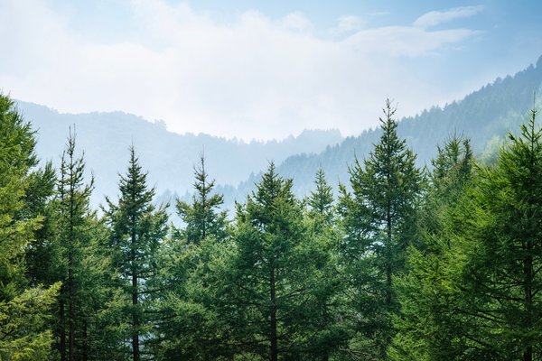 Dense green forest with hazy mountains and a blue sky.