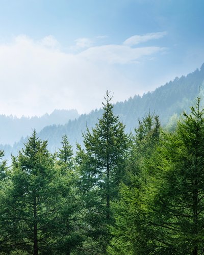 Dense green forest with hazy mountains and a blue sky.