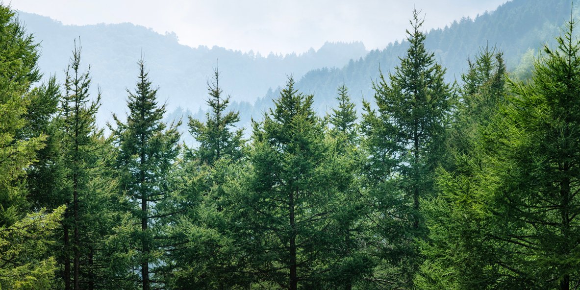 Dense green forest with hazy mountains and a blue sky.