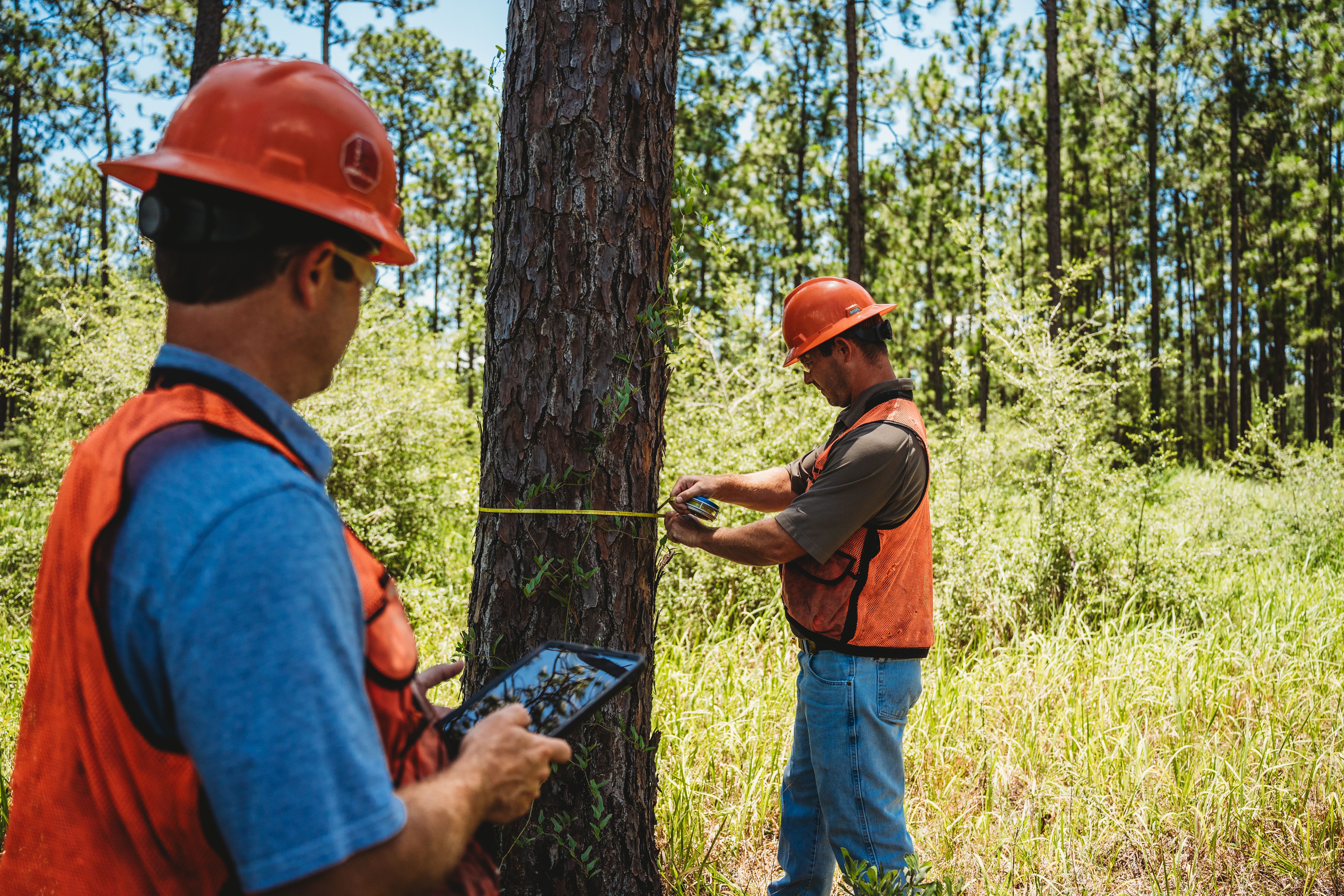 Two foresters in hard hats and safety vests measure a tree in a forest, one recording data on a tablet.