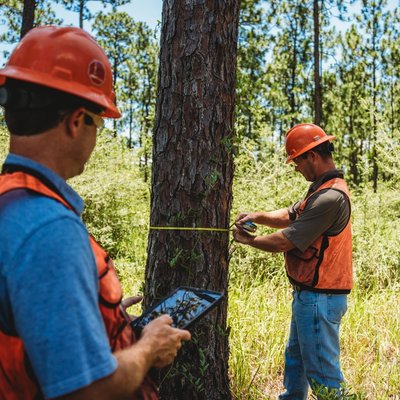 Two foresters in hard hats and safety vests measure a tree in a forest, one recording data on a tablet.