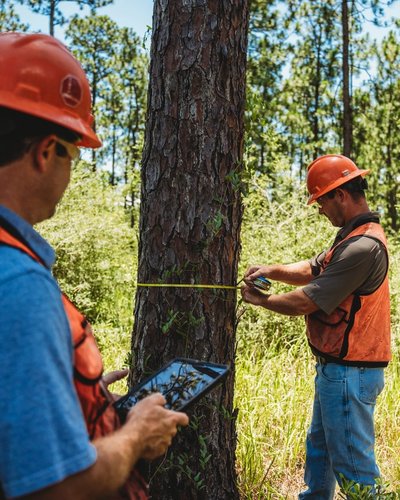 Two foresters in hard hats and safety vests measure a tree in a forest, one recording data on a tablet.