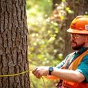 A man in an orange vest and hard hat is measuring the circumference of a tree in the woods.