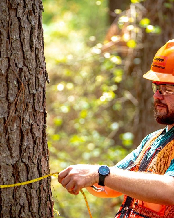 A man in an orange vest and hard hat is measuring the circumference of a tree in the woods.