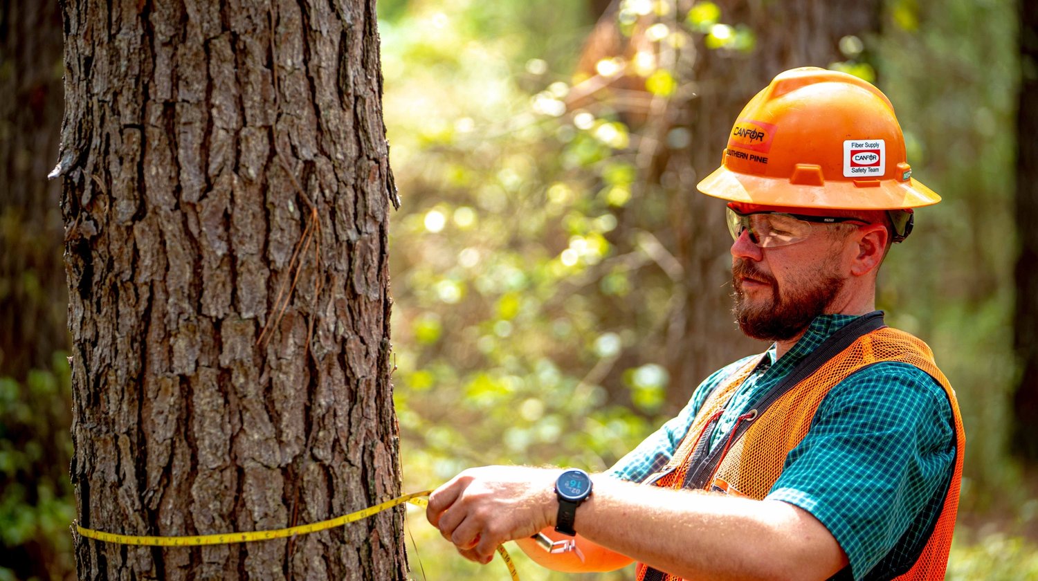 A man in an orange vest and hard hat is measuring the circumference of a tree in the woods.