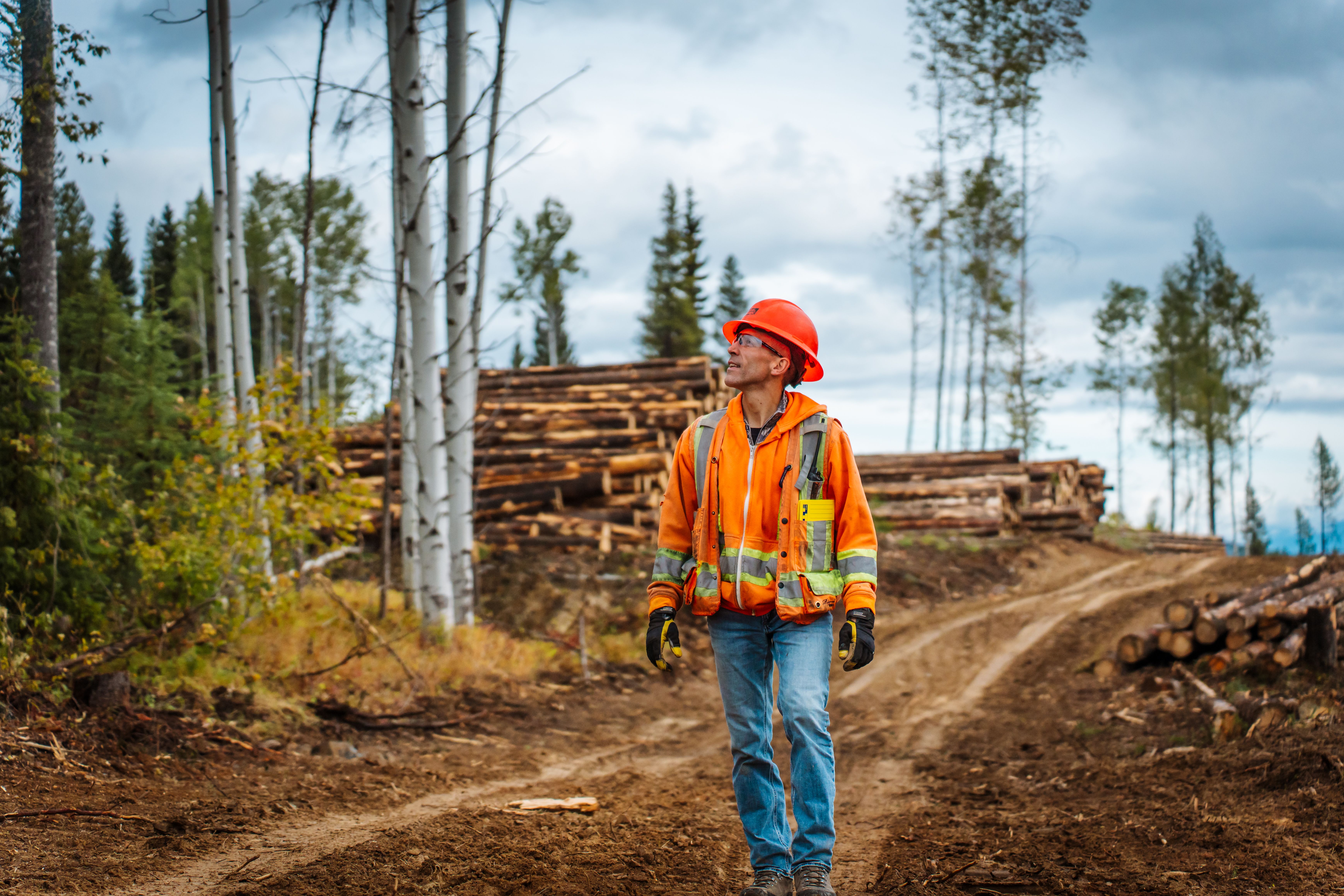 A logger in a hard hat and safety vest walks on a dirt road through a forest with stacks of cut logs.
