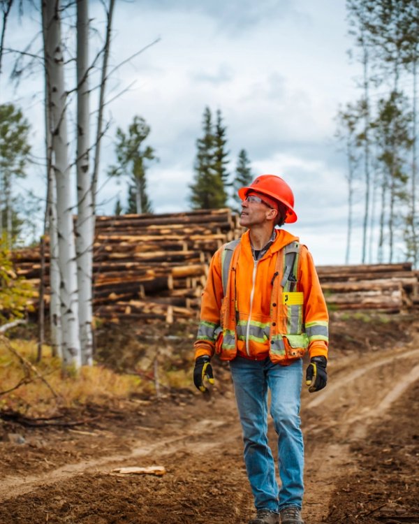 A forestry worker in an orange hard hat and safety vest stands on a dirt path at a logging site, looking up.