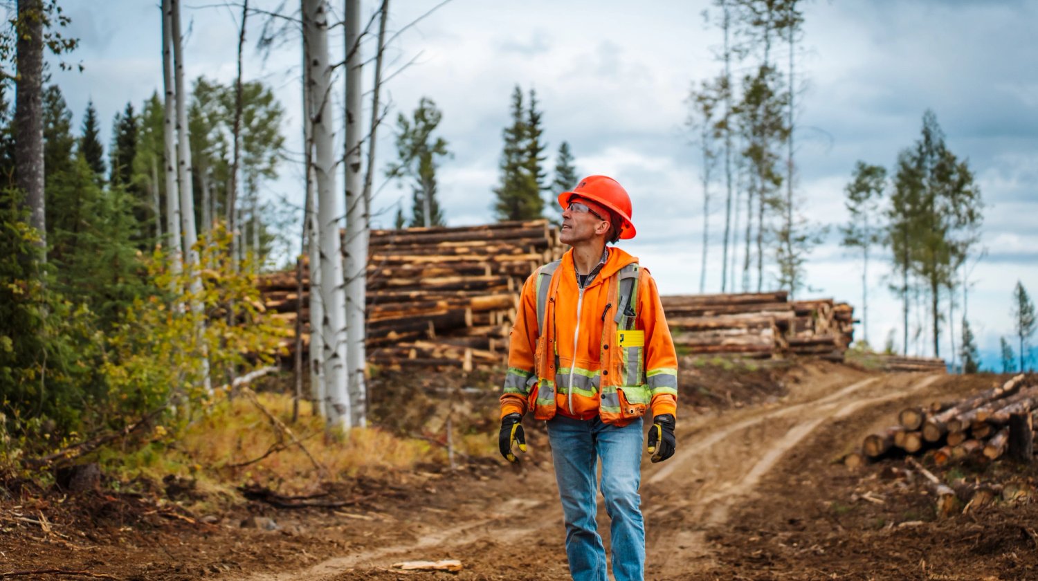 A forestry worker in an orange hard hat and safety vest stands on a dirt path at a logging site, looking up.