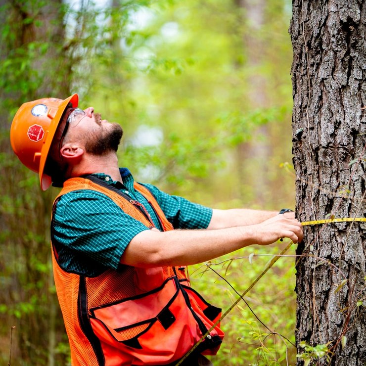 a man is measuring a tree with a tape measure in the woods .