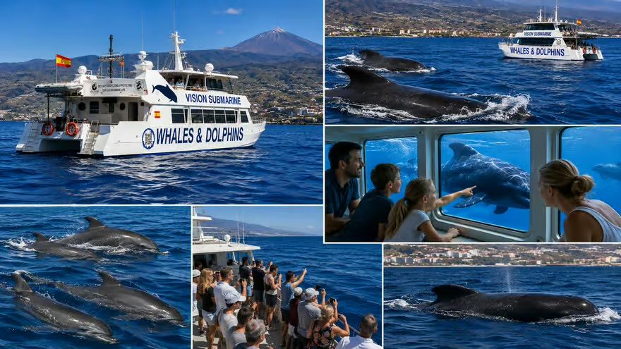 Whale Cruise in Glass Bottom Boat