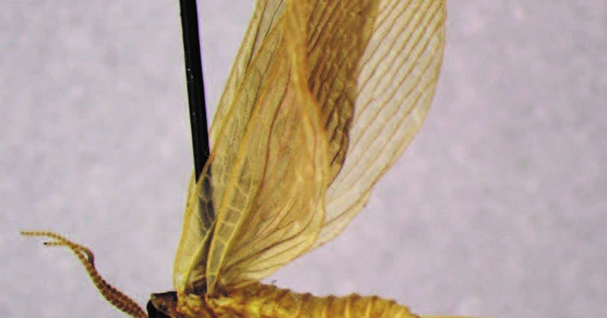 Tuber Insect Merope tuber Study: Finding the Elusive, but Important Insect