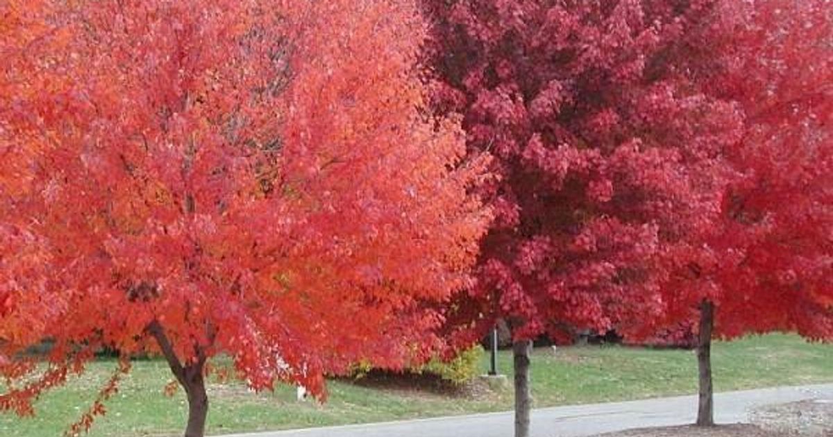 Rick’s Native Plant of the Month | Red Maple (Acer Rubrum