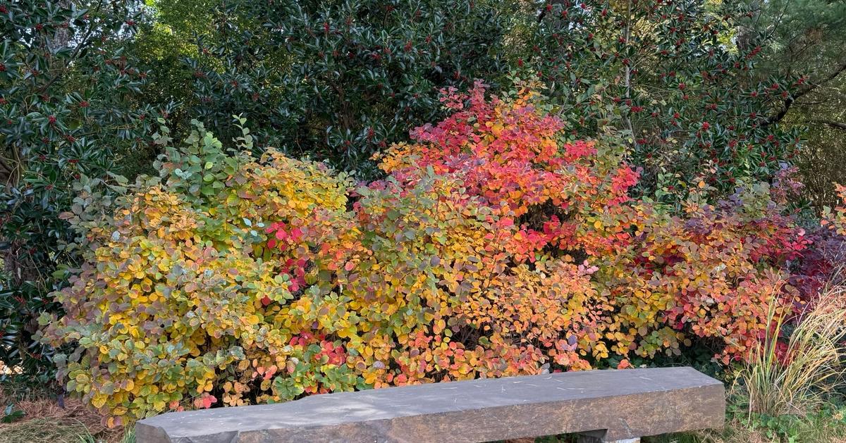 Native Plant of the Month | Dwarf witch alder (Fothergilla gardenii