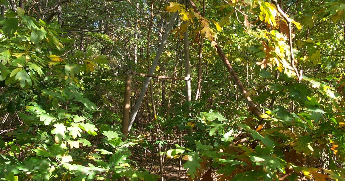 Laurel Lake Preserve