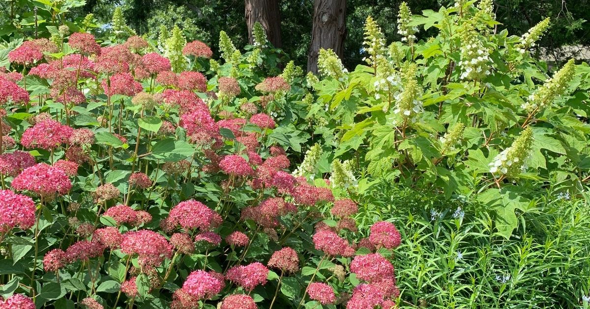 Care and Cultivation of Hydrangeas